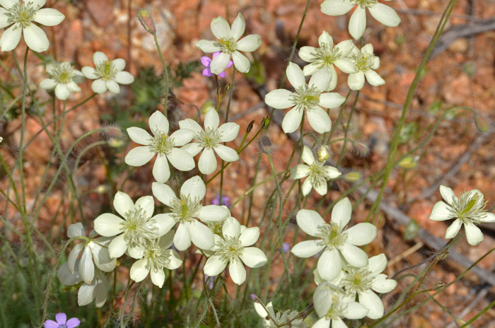 Platystemon californicus, Creamcups Platystemon californicus, Creamcups